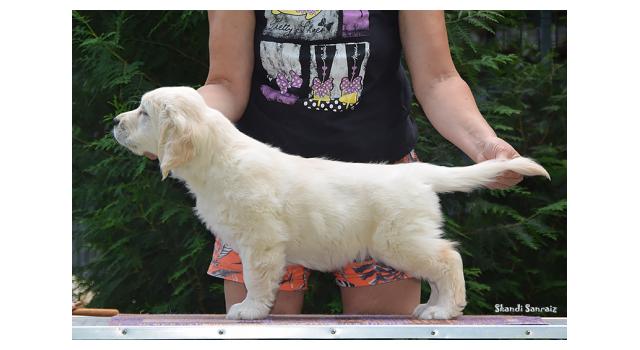 Щенки папийона (папильона) в питомнике Бон Плезир Щенки папийона (папильона) в питомнике Бон Плезир