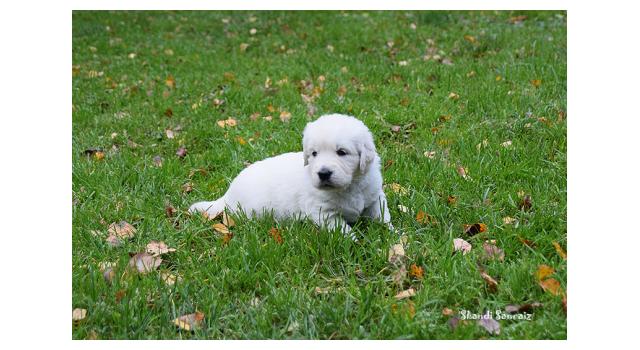 Щенки папийона (папильона) в питомнике Бон Плезир Щенки папийона (папильона) в питомнике Бон Плезир
