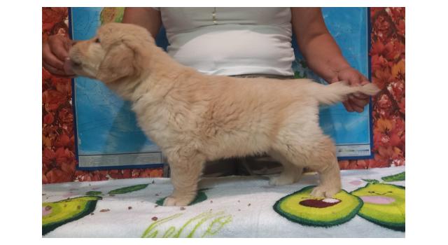 Щенки папийона (папильона) в питомнике Бон Плезир Щенки папийона (папильона) в питомнике Бон Плезир