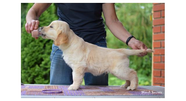 Щенки папийона (папильона) в питомнике Бон Плезир Щенки папийона (папильона) в питомнике Бон Плезир
