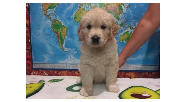 Щенки папийона (папильона) в питомнике Бон Плезир Щенки папийона (папильона) в питомнике Бон Плезир