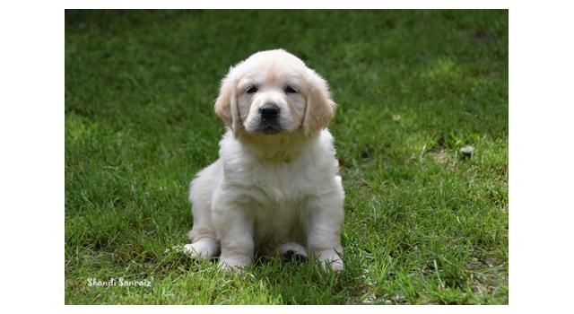Щенки папийона (папильона) в питомнике Бон Плезир Щенки папийона (папильона) в питомнике Бон Плезир
