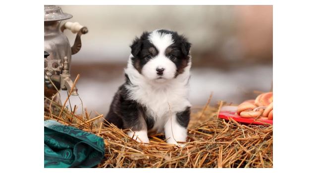 Щенки папийона (папильона) в питомнике Бон Плезир Щенки папийона (папильона) в питомнике Бон Плезир
