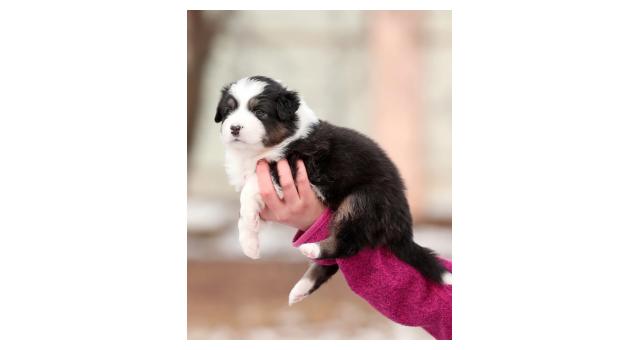 Щенки папийона (папильона) в питомнике Бон Плезир Щенки папийона (папильона) в питомнике Бон Плезир