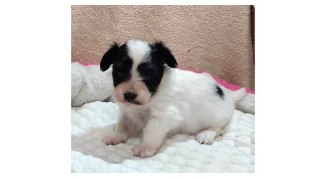 Щенки папийона (папильона) в питомнике Бон Плезир Щенки папийона (папильона) в питомнике Бон Плезир