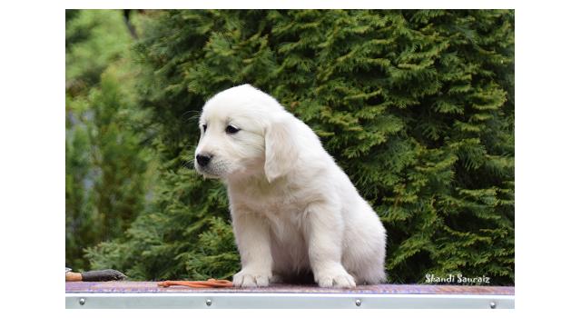 Puppies of papillon in Bon Plaisir Kennel Puppies of papillon in Bon Plaisir Kennel