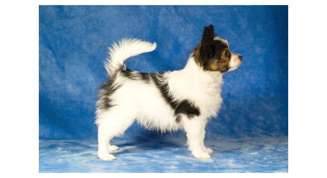 Щенки папийона (папильона) в питомнике Бон Плезир Щенки папийона (папильона) в питомнике Бон Плезир