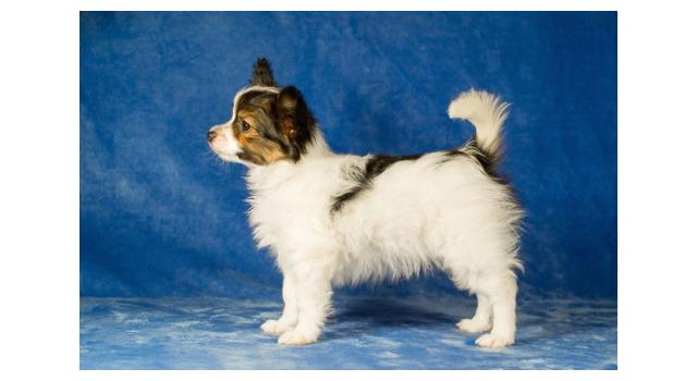 Щенки папийона (папильона) в питомнике Бон Плезир Щенки папийона (папильона) в питомнике Бон Плезир