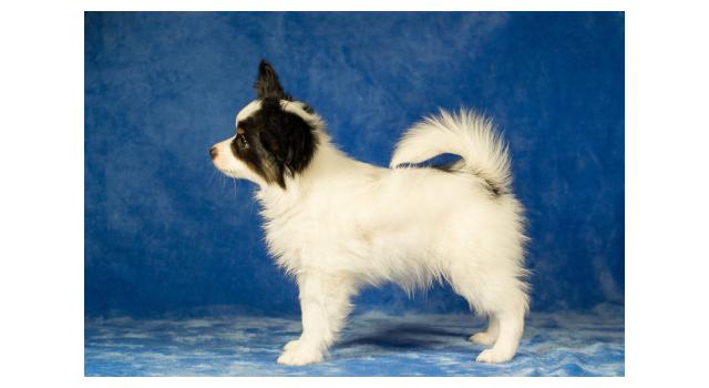 Щенки папийона (папильона) в питомнике Бон Плезир Щенки папийона (папильона) в питомнике Бон Плезир