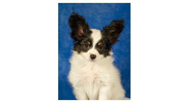 Щенки папийона (папильона) в питомнике Бон Плезир Щенки папийона (папильона) в питомнике Бон Плезир