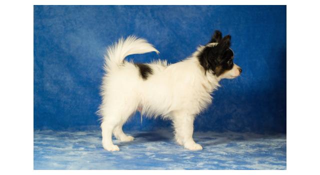 Щенки папийона (папильона) в питомнике Бон Плезир Щенки папийона (папильона) в питомнике Бон Плезир