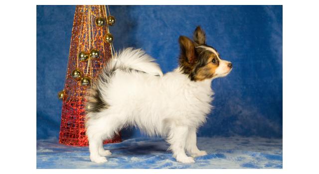 Щенки папийона (папильона) в питомнике Бон Плезир Щенки папийона (папильона) в питомнике Бон Плезир