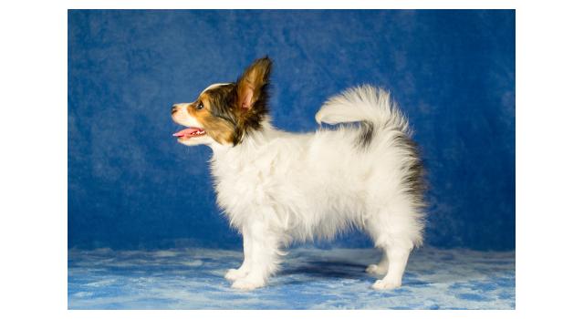 Щенки папийона (папильона) в питомнике Бон Плезир Щенки папийона (папильона) в питомнике Бон Плезир