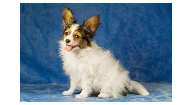 Щенки папийона (папильона) в питомнике Бон Плезир Щенки папийона (папильона) в питомнике Бон Плезир