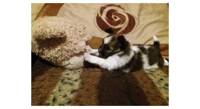 Щенки папийона (папильона) в питомнике Бон Плезир Щенки папийона (папильона) в питомнике Бон Плезир