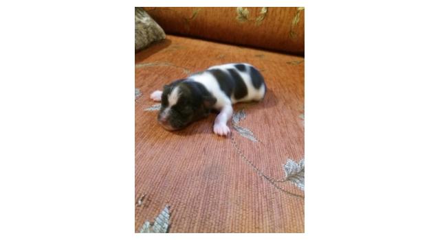 Щенки папийона (папильона) в питомнике Бон Плезир Щенки папийона (папильона) в питомнике Бон Плезир