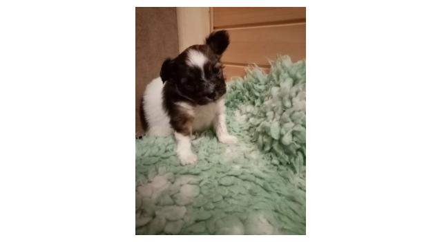 Щенки папийона (папильона) в питомнике Бон Плезир Щенки папийона (папильона) в питомнике Бон Плезир