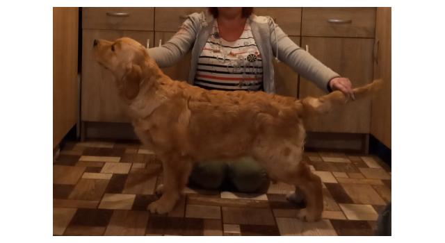 Щенки папийона (папильона) в питомнике Бон Плезир Щенки папийона (папильона) в питомнике Бон Плезир