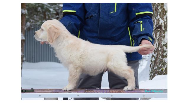 Щенки папийона (папильона) в питомнике Бон Плезир Щенки папийона (папильона) в питомнике Бон Плезир