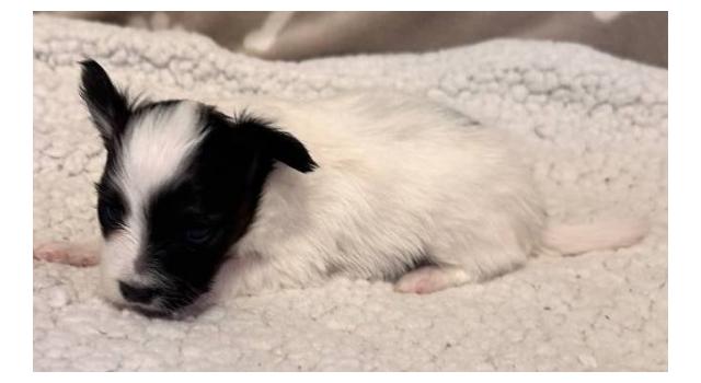 Щенки папийона (папильона) в питомнике Бон Плезир Щенки папийона (папильона) в питомнике Бон Плезир