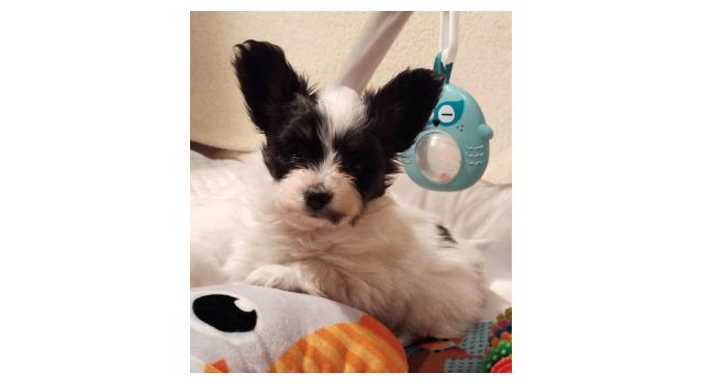 Щенки папийона (папильона) в питомнике Бон Плезир Щенки папийона (папильона) в питомнике Бон Плезир