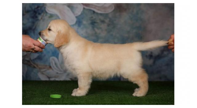 Щенки папийона (папильона) в питомнике Бон Плезир Щенки папийона (папильона) в питомнике Бон Плезир