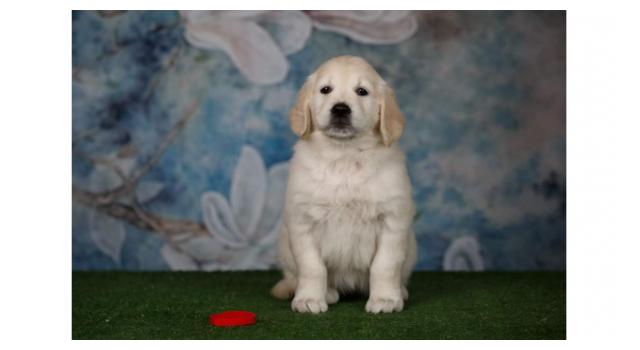 Щенки папийона (папильона) в питомнике Бон Плезир Щенки папийона (папильона) в питомнике Бон Плезир