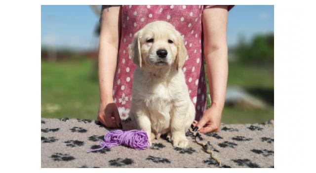 Щенки папийона (папильона) в питомнике Бон Плезир Щенки папийона (папильона) в питомнике Бон Плезир