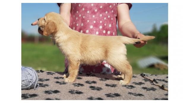Щенки папийона (папильона) в питомнике Бон Плезир Щенки папийона (папильона) в питомнике Бон Плезир