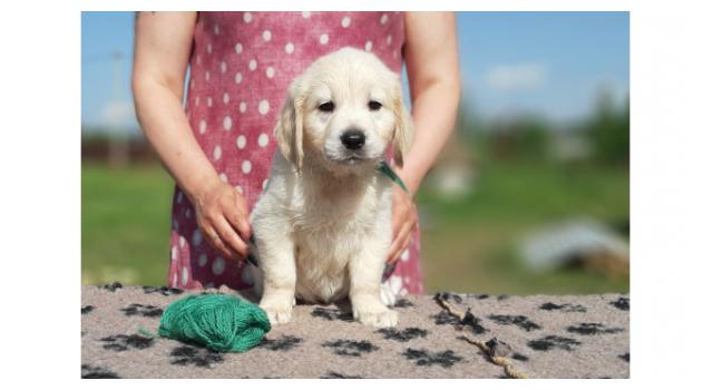 Щенки папийона (папильона) в питомнике Бон Плезир Щенки папийона (папильона) в питомнике Бон Плезир