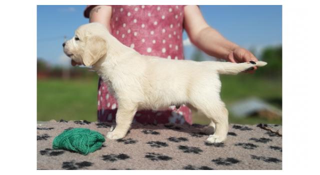 Щенки папийона (папильона) в питомнике Бон Плезир Щенки папийона (папильона) в питомнике Бон Плезир