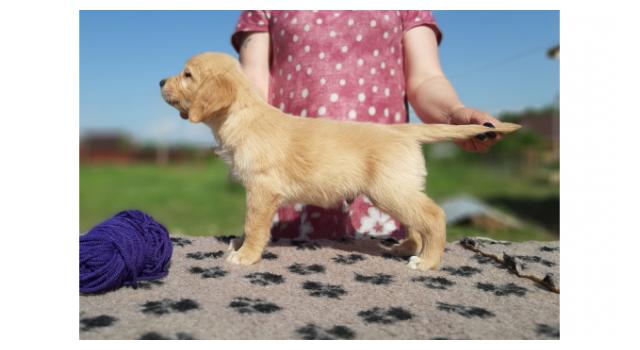 Щенки папийона (папильона) в питомнике Бон Плезир Щенки папийона (папильона) в питомнике Бон Плезир