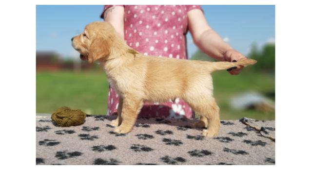 Щенки папийона (папильона) в питомнике Бон Плезир Щенки папийона (папильона) в питомнике Бон Плезир