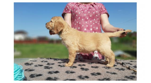 Щенки папийона (папильона) в питомнике Бон Плезир Щенки папийона (папильона) в питомнике Бон Плезир