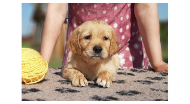 Щенки папийона (папильона) в питомнике Бон Плезир Щенки папийона (папильона) в питомнике Бон Плезир