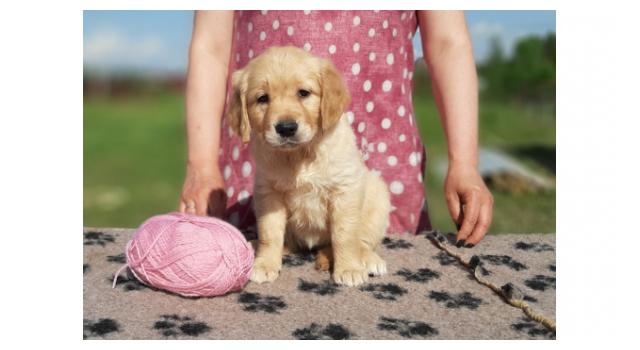 Щенки папийона (папильона) в питомнике Бон Плезир Щенки папийона (папильона) в питомнике Бон Плезир