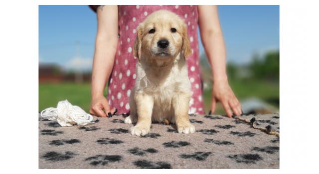 Щенки папийона (папильона) в питомнике Бон Плезир Щенки папийона (папильона) в питомнике Бон Плезир