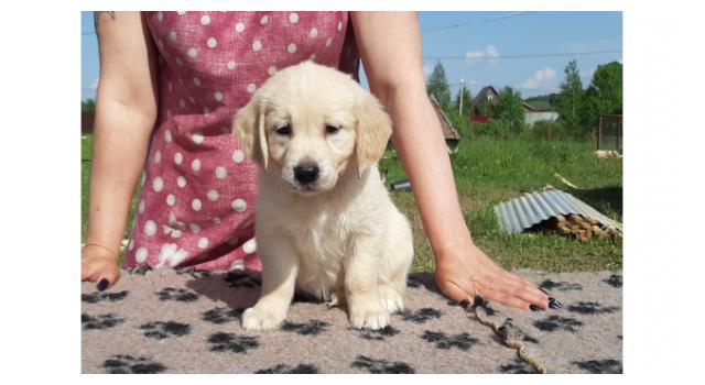 Щенки папийона (папильона) в питомнике Бон Плезир Щенки папийона (папильона) в питомнике Бон Плезир