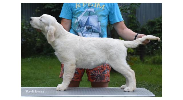Puppies of papillon in Bon Plaisir Kennel Puppies of papillon in Bon Plaisir Kennel