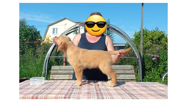 Щенки папийона (папильона) в питомнике Бон Плезир Щенки папийона (папильона) в питомнике Бон Плезир