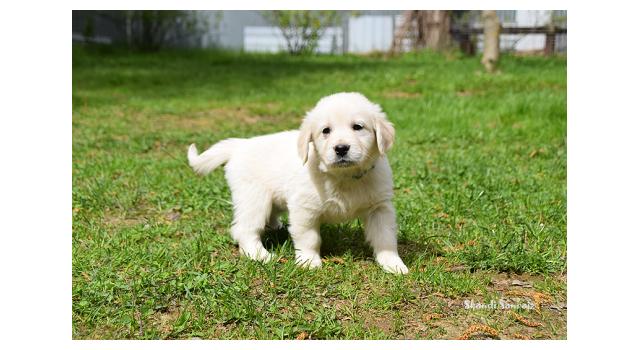 Puppies of papillon in Bon Plaisir Kennel Puppies of papillon in Bon Plaisir Kennel