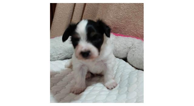 Щенки папийона (папильона) в питомнике Бон Плезир Щенки папийона (папильона) в питомнике Бон Плезир