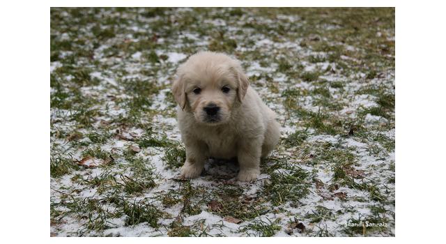 Щенки папийона (папильона) в питомнике Бон Плезир Щенки папийона (папильона) в питомнике Бон Плезир