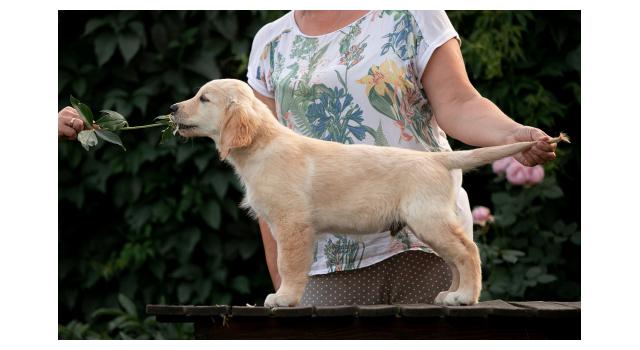 Щенки папийона (папильона) в питомнике Бон Плезир Щенки папийона (папильона) в питомнике Бон Плезир