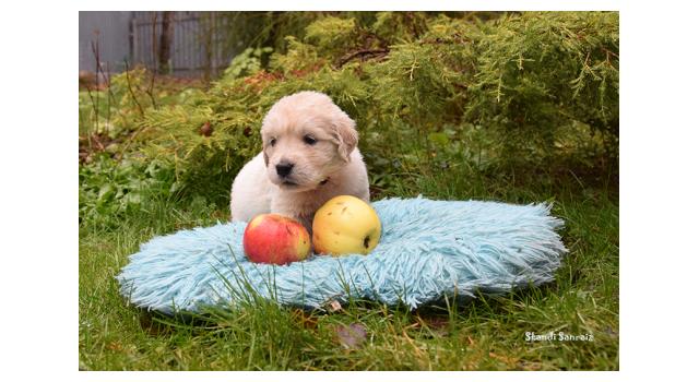 Щенки папийона (папильона) в питомнике Бон Плезир Щенки папийона (папильона) в питомнике Бон Плезир