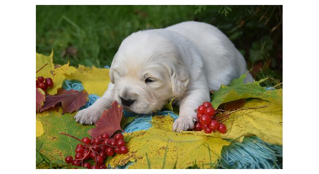 Щенки папийона (папильона) в питомнике Бон Плезир Щенки папийона (папильона) в питомнике Бон Плезир