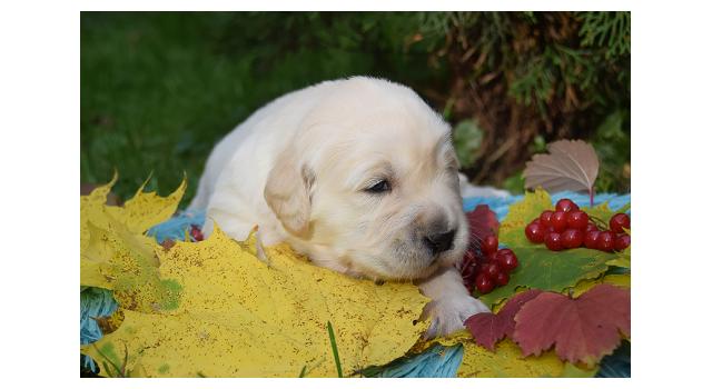 Щенки папийона (папильона) в питомнике Бон Плезир Щенки папийона (папильона) в питомнике Бон Плезир