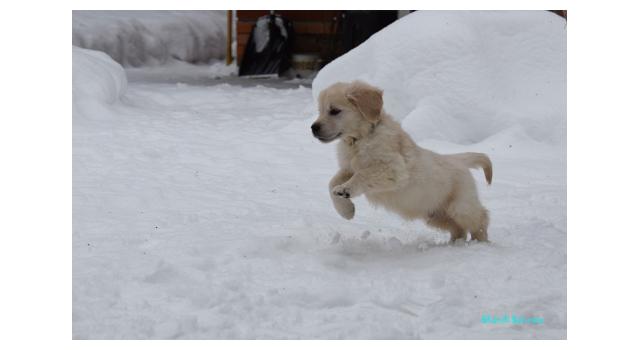Щенки папийона (папильона) в питомнике Бон Плезир Щенки папийона (папильона) в питомнике Бон Плезир