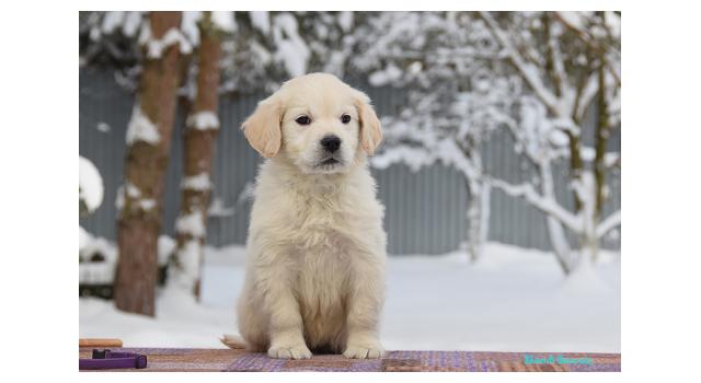 Щенки папийона (папильона) в питомнике Бон Плезир Щенки папийона (папильона) в питомнике Бон Плезир