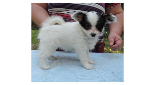 Puppies of papillon in Bon Plaisir Kennel Puppies of papillon in Bon Plaisir Kennel